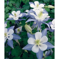 Aquilegia'Blue Star'