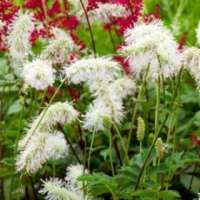 Sanguisorba obtusa'Alba'
