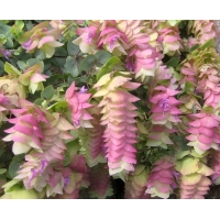 Origanum rotundifolium'Kent Beauty'