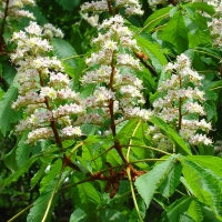 Aesculus hippocastanum 