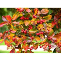 Crataegus persimilis'Splendens' 