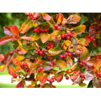 Crataegus persimilis'Splendens' 