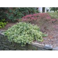 Euonymus fortunei'Emerald'n Gaiety' 