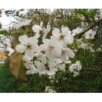 Prunus avium 