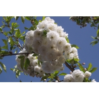 Prunus avium'Plena' 
