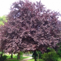Prunus cerasifera'Nigra' 