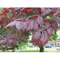 Prunus cerasifera'Nigra' 