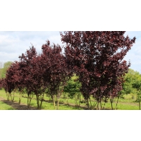 Prunus cerasifera'Nigra' 