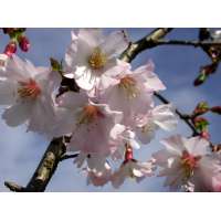 Prunus incisa'Mikinori' 