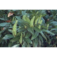 Prunus laurocerasus'Zabeliana' 