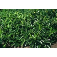 Prunus laurocerasus'Grüner Teppich' 