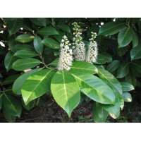 Prunus laurocerasus'Rotundifolia' 