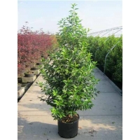 Prunus lusitanica'Angustifolia' 