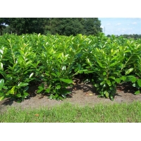 Prunus laurocerasus'Novita' 