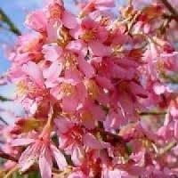 Prunus'Okame' 