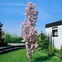 Prunus serrulata'Amanogawa' 