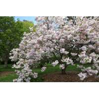 Prunus serrulata'Shimidsu' 