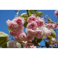 Prunus serrulata'Shirotae' 