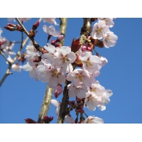 Prunus'Spire' 