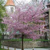 Prunus subhirtella'Autumnalis Rosea' 