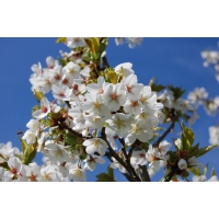Prunus'Umineko' 