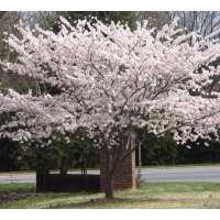 Prunus yedoensis 