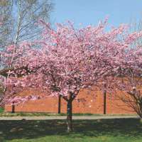 Prunus'Accolade' 