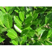 Prunus laurocerasus'Rotundifolia' 