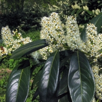 Prunus laurocerasus'Herbergii' 