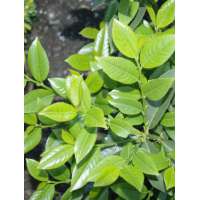 Prunus laurocerasus'Piranha' 