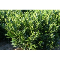 Prunus laurocerasus'Reynvaanii' 