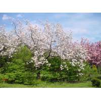 Prunus serrulata'Ichiyo' 