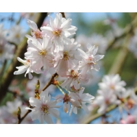 Prunus subhirtella'Autumnalis' 
