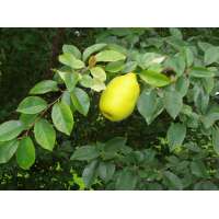 Pseudocydonia sinensis 