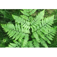 Pteridium aquilinum