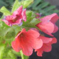 Pulmonaria rubra'Bowles Red'