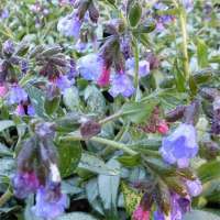 Pulmonaria'Samurai'
