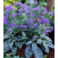 Pulmonaria'Trevi Fountain' 