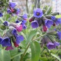 Pulmonaria angustifolia'Azurea'