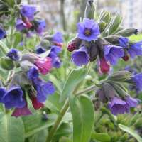 Pulmonaria angustifolia'Blaues Meer'