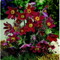 Pulsatilla vulgaris'Rubra'