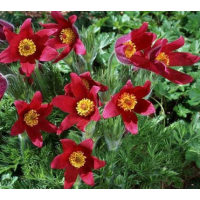 Pulsatilla vulgaris'Röde Klokke'