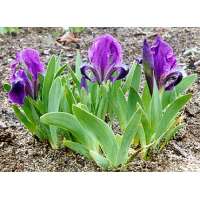 Iris pumila'Atroviolacea'