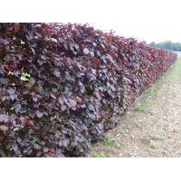 Fagus sylvatica'Atropunicea' ( Rode Beuk ) 