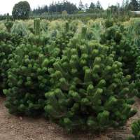 Pinus nigra'Oregon Green' 