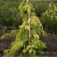 Chamaecyparis nootkatensis'Golden Waterfall' 