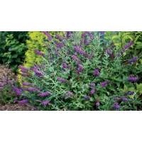 Buddleja'Miss Violet' 