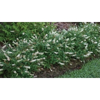 Buddleja'White Chip' 