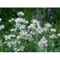 Pycnanthemum flexuosum