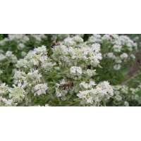 Pycnanthemum pilosum